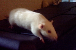 cc
